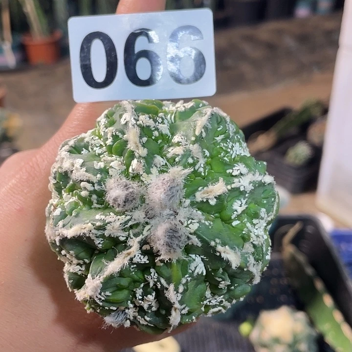 完全开放066核桃仙人球