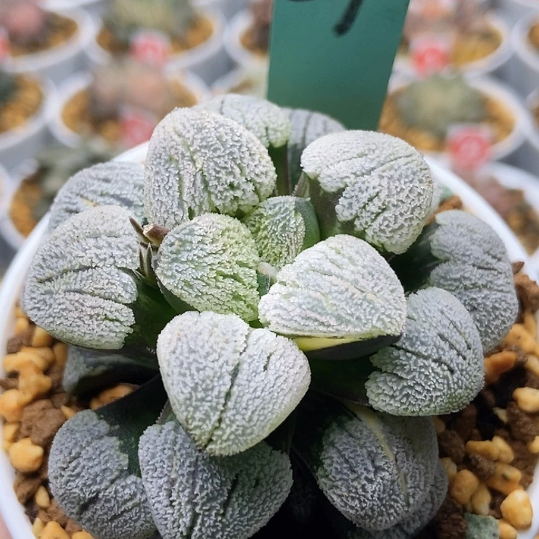 李***昀雪之里锦3711111111111