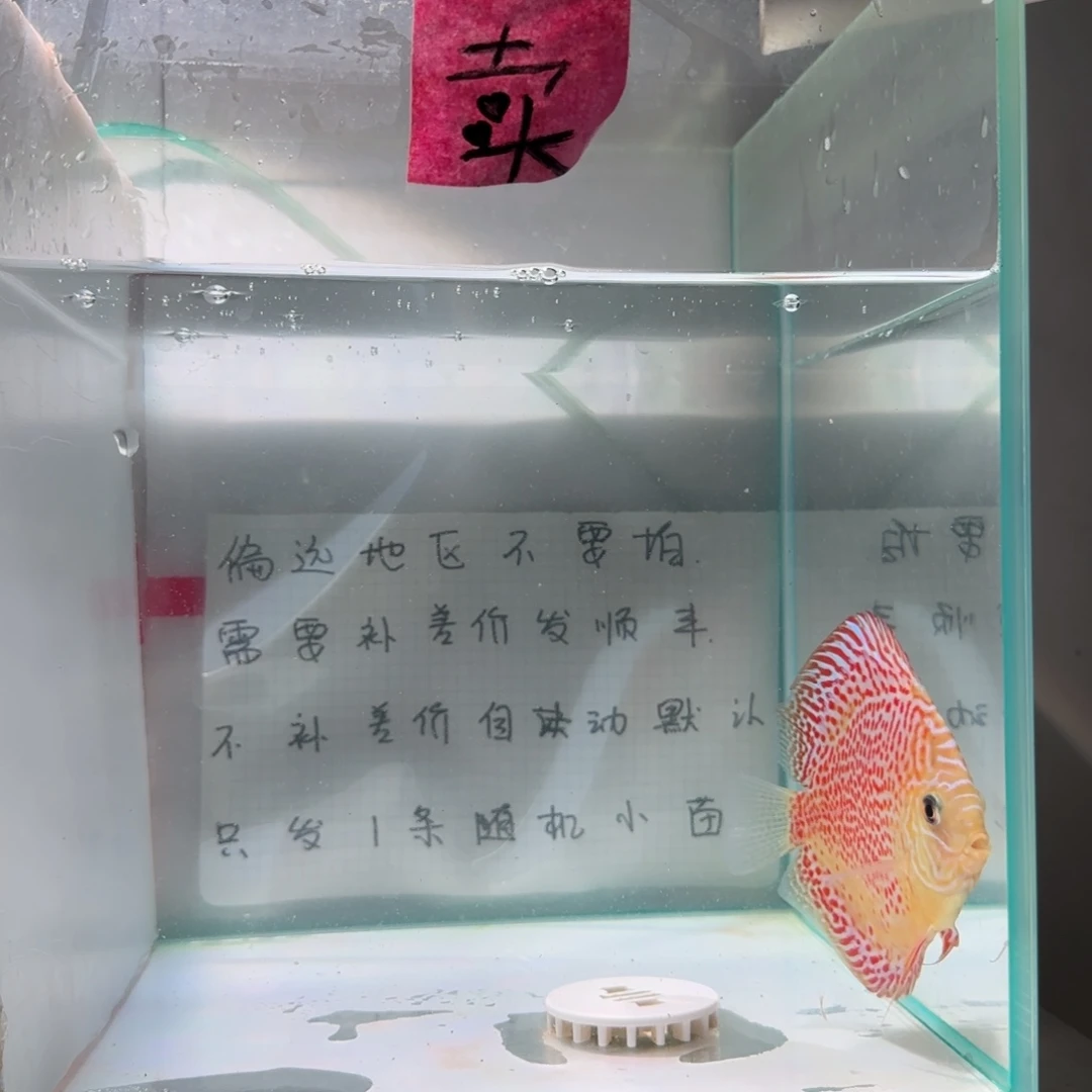 七彩神仙鱼肉身7-8偏远地区不拍