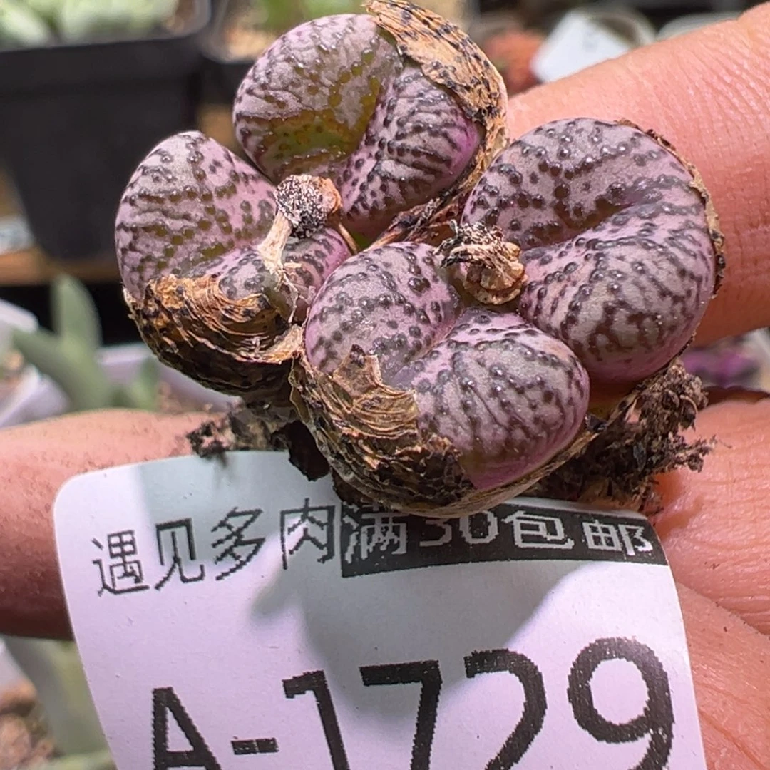 多肉植物11111111111111