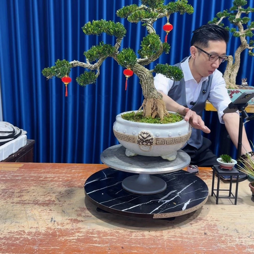黄杨室内室外盆景艺术