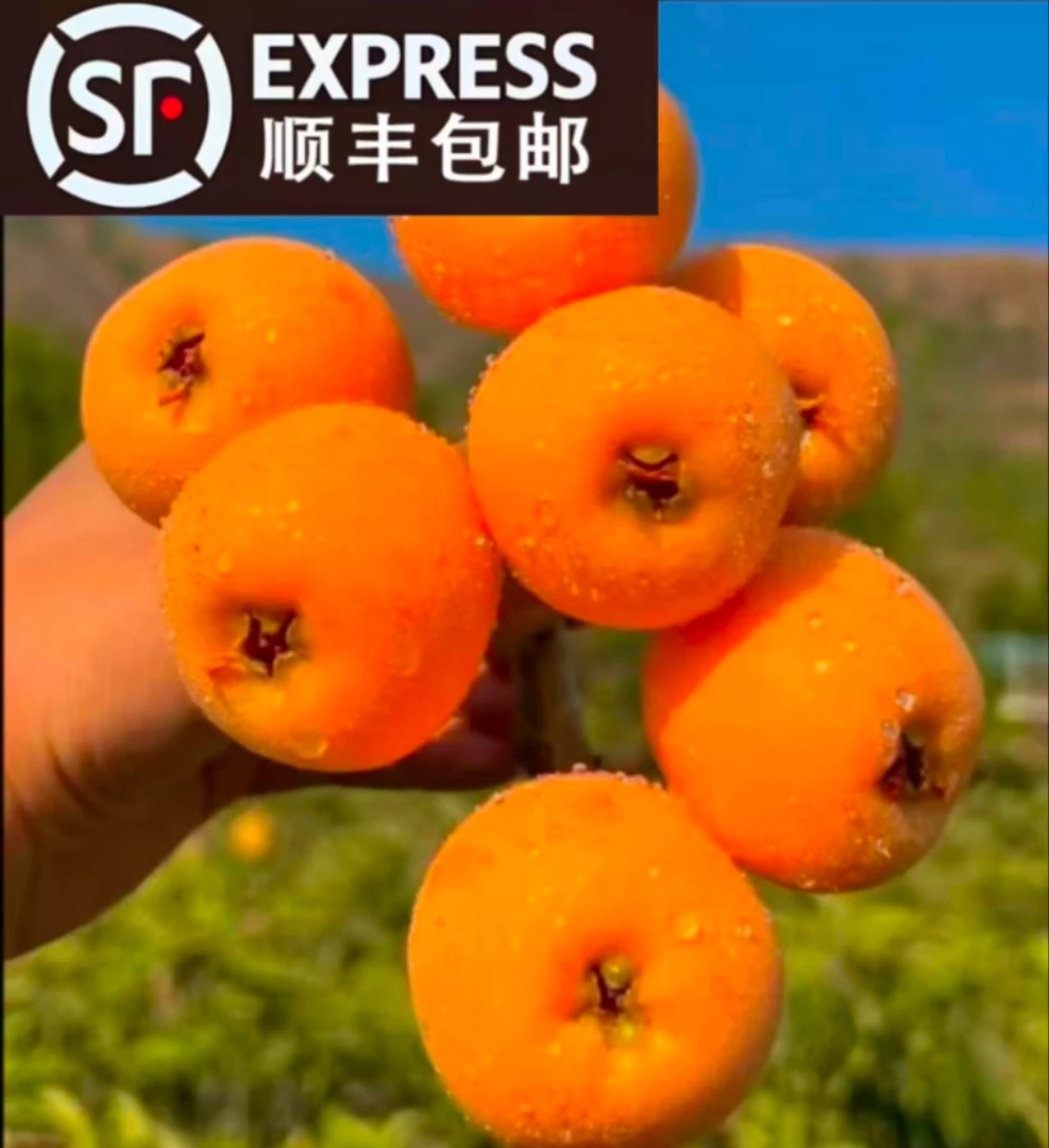 贵州兴义高山农户露天种植老树枇杷（现摘现发）