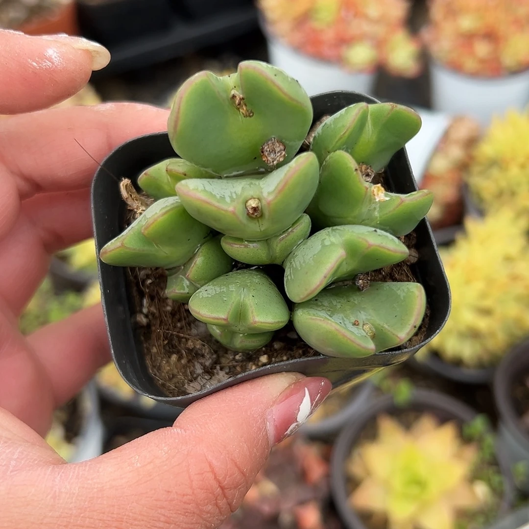 多肉植物开花少将