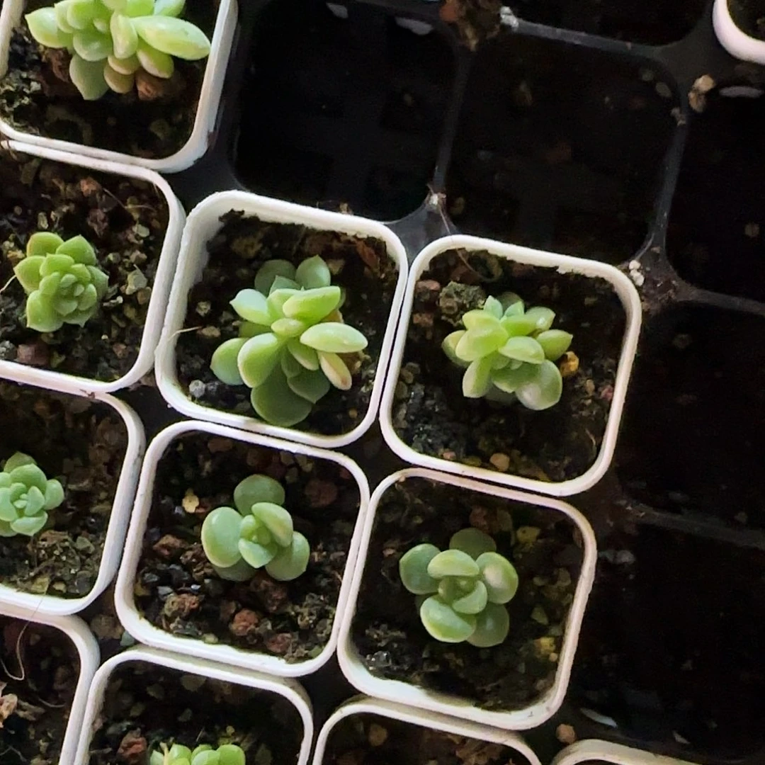 唐唐t2 中苗盆一个满25包邮