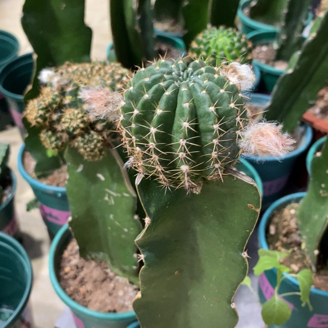 新品丽花L38母本一物一拍1