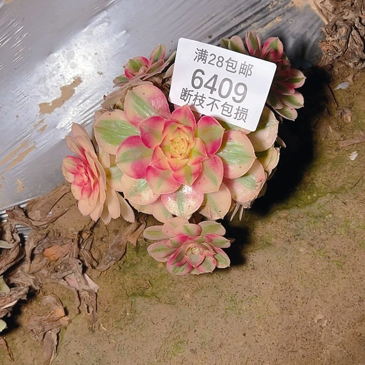 6409倾城多肉植物