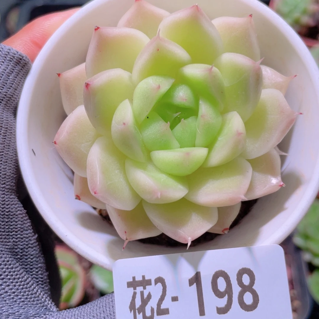 花利美 2-198麦秆