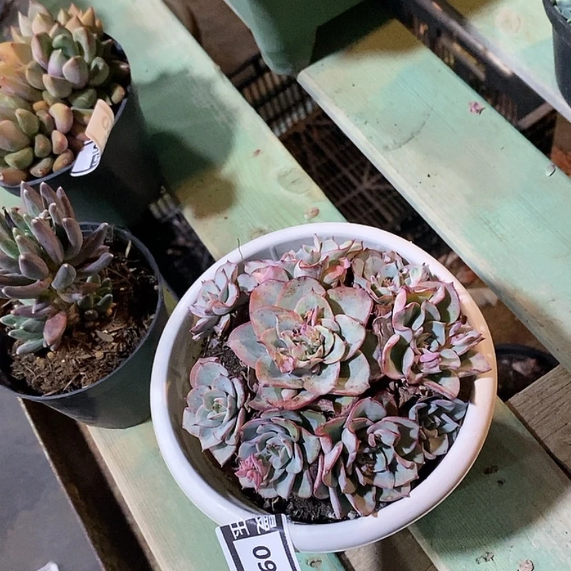 【闪购商品】奶油黄桃0983