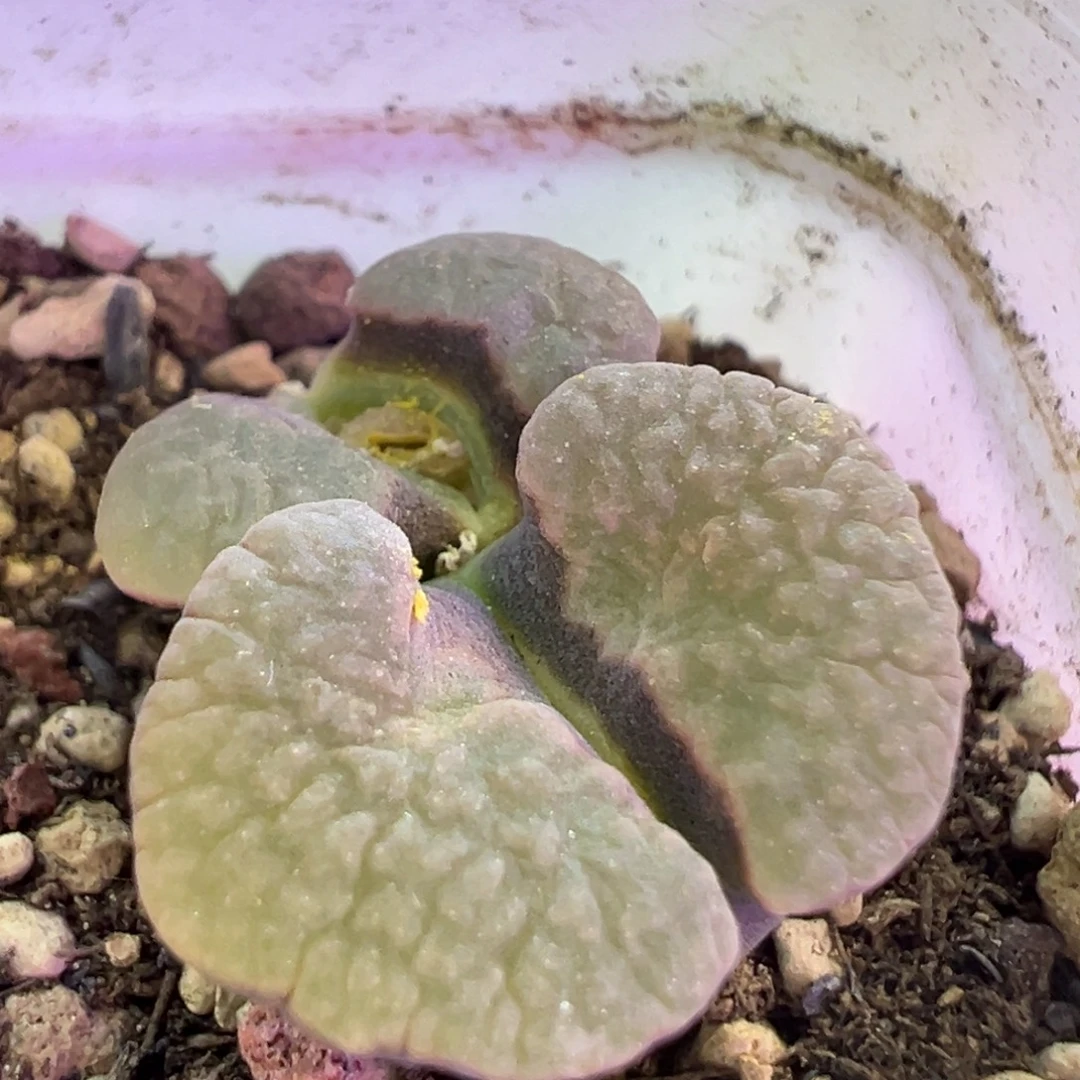 超美大翻磁铁 肉锥植物