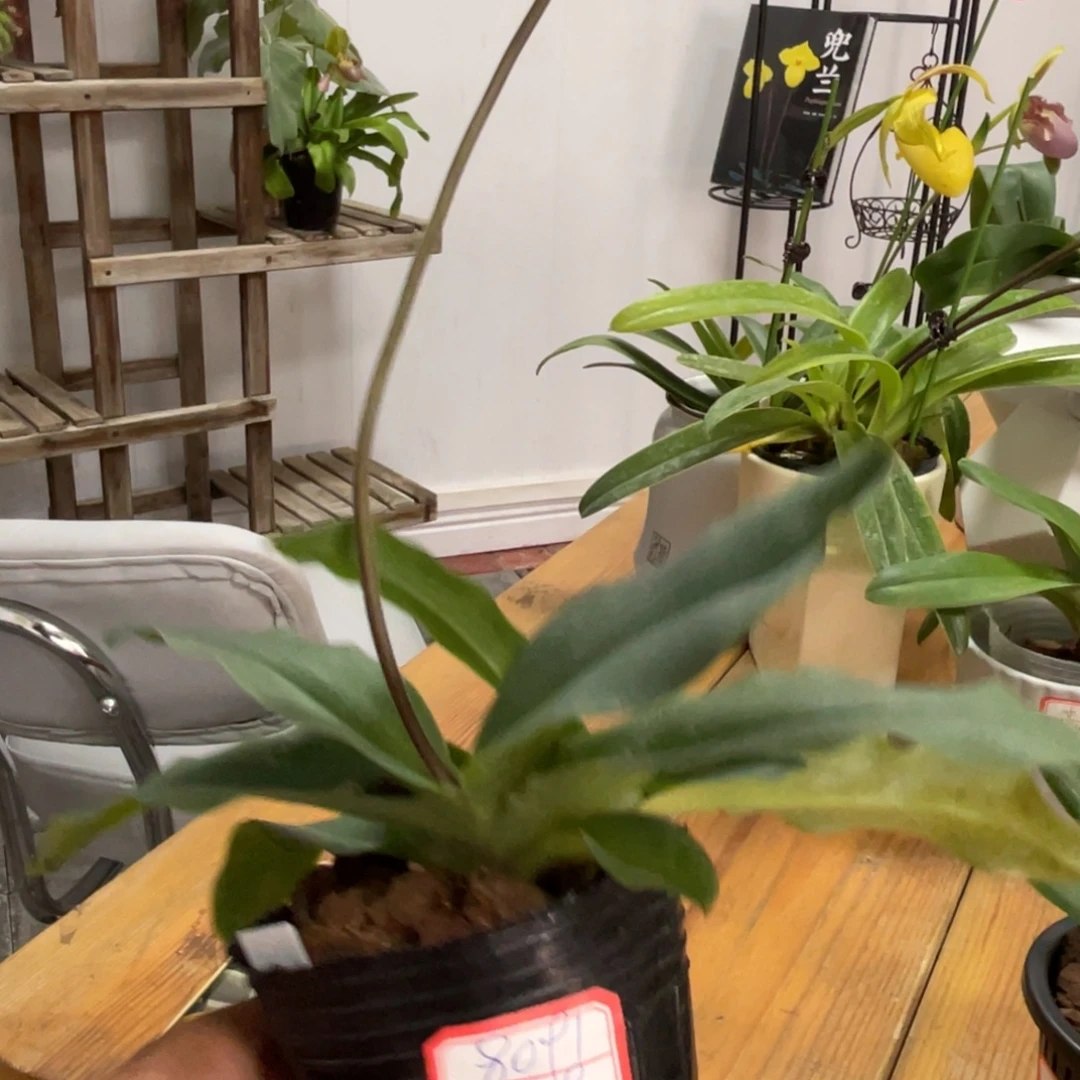 当前无花栽培后可以开花苍叶兜兰1花苞