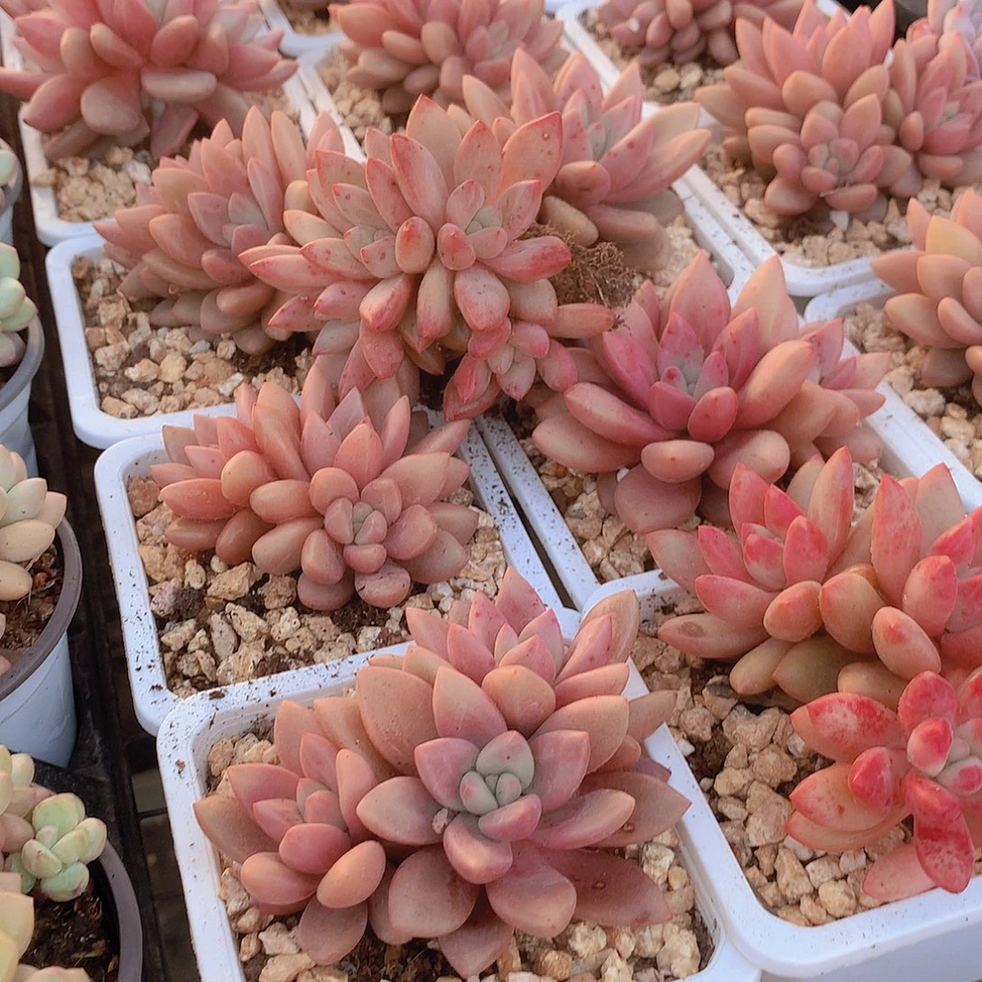 两颗赫菲鱼345678899999