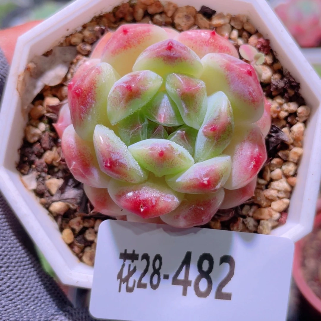 花利美28-482秘境冰魄