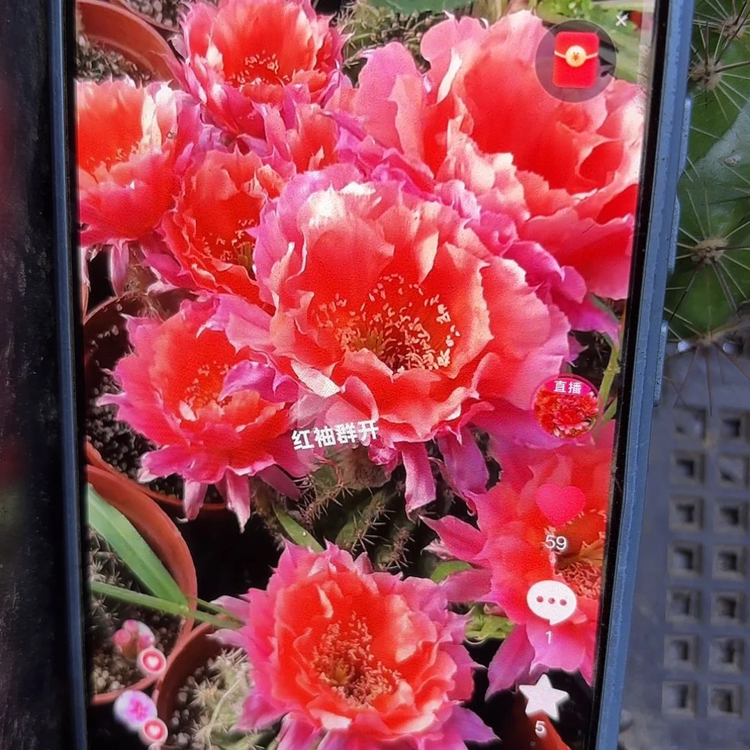 红袖无根侧牙4五公分21
