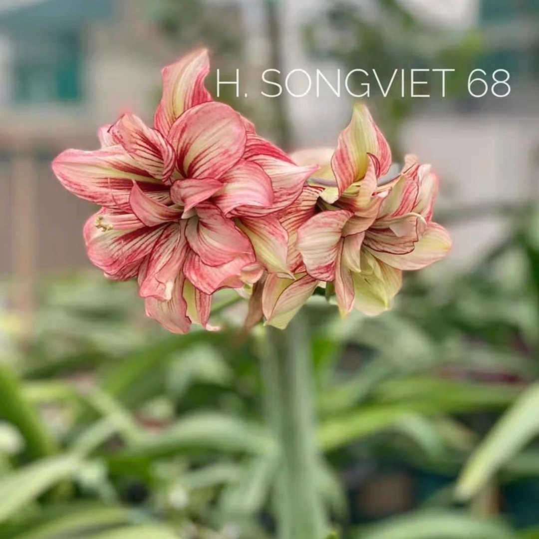 朱顶红-越南朱sv68裸球，只包对版，不包后期养护