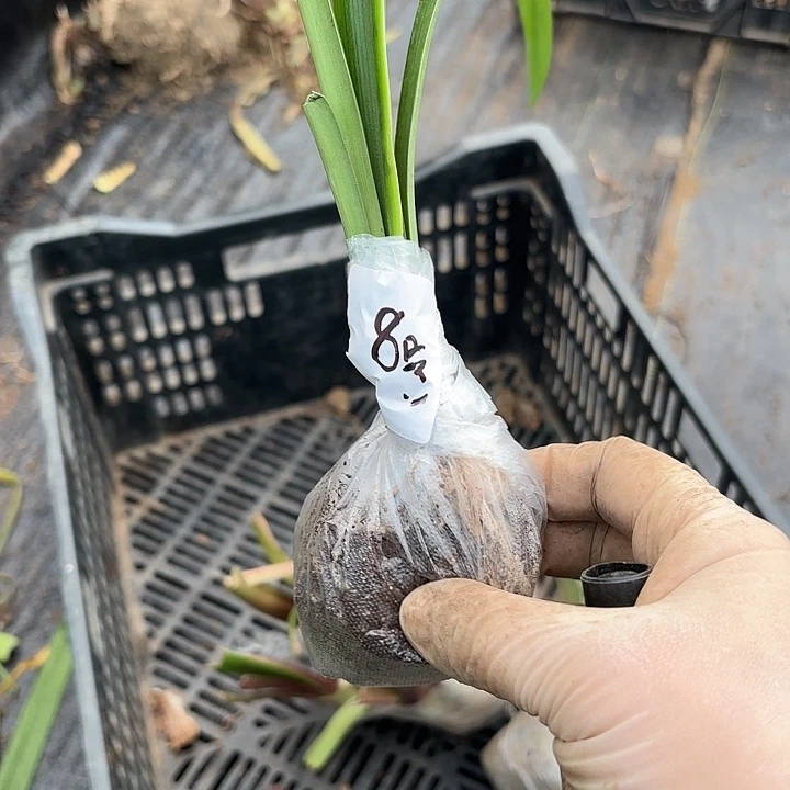 贵妇2.8左右带土闪8号