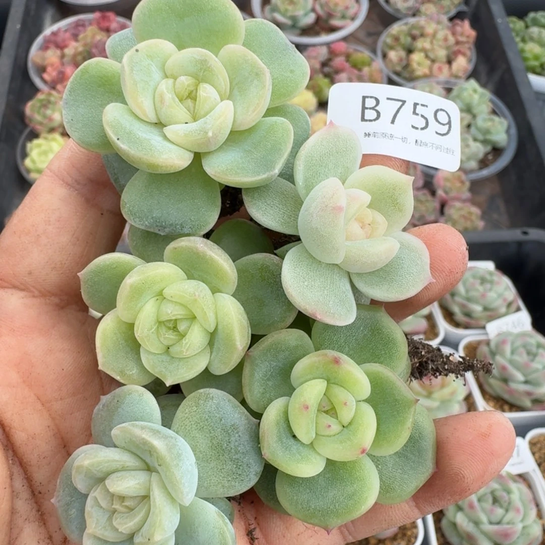 一物一拍一物一拍1026-759