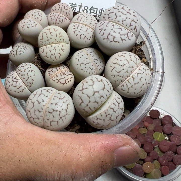 【闪购商品】 521。