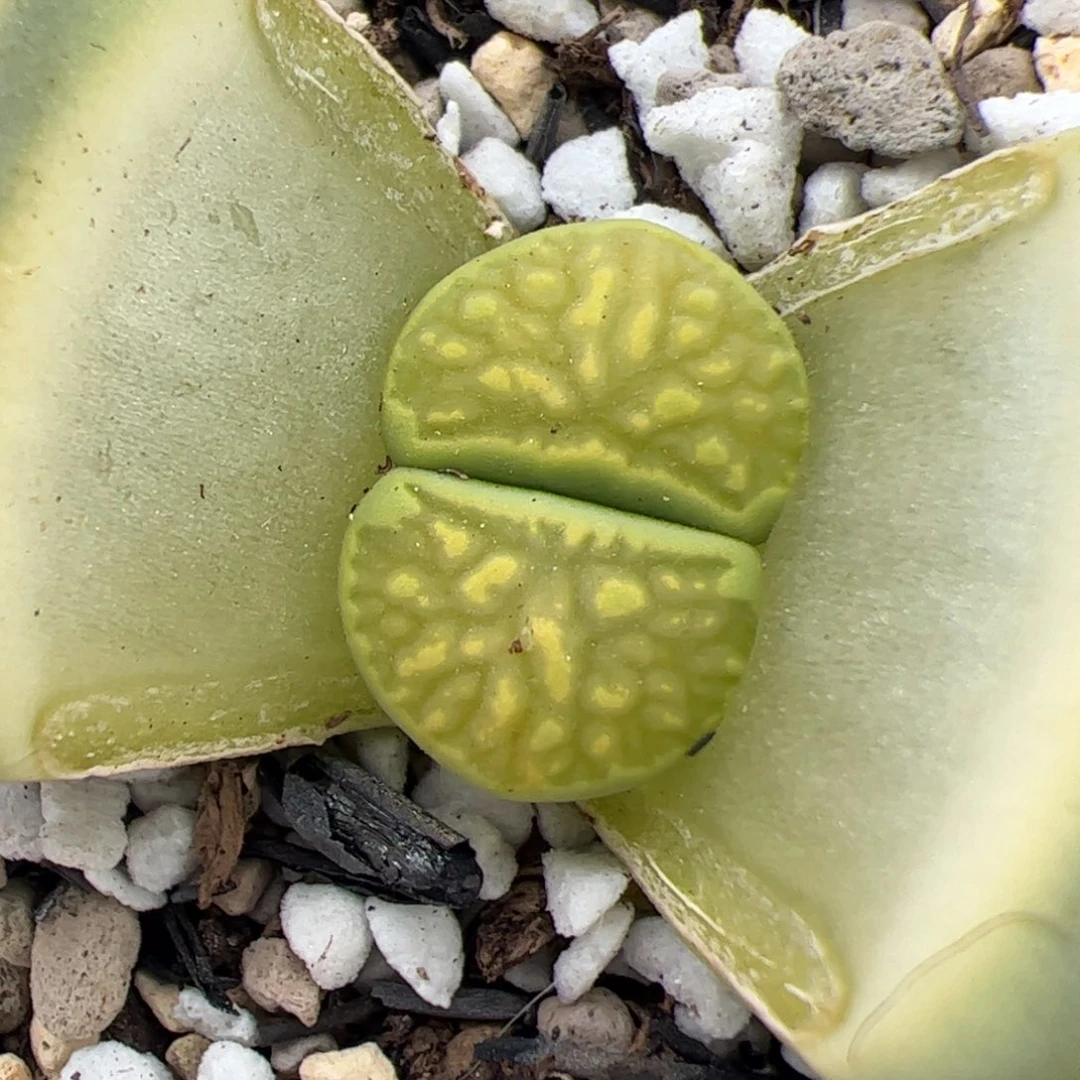 0347号 绿菊 多肉植物