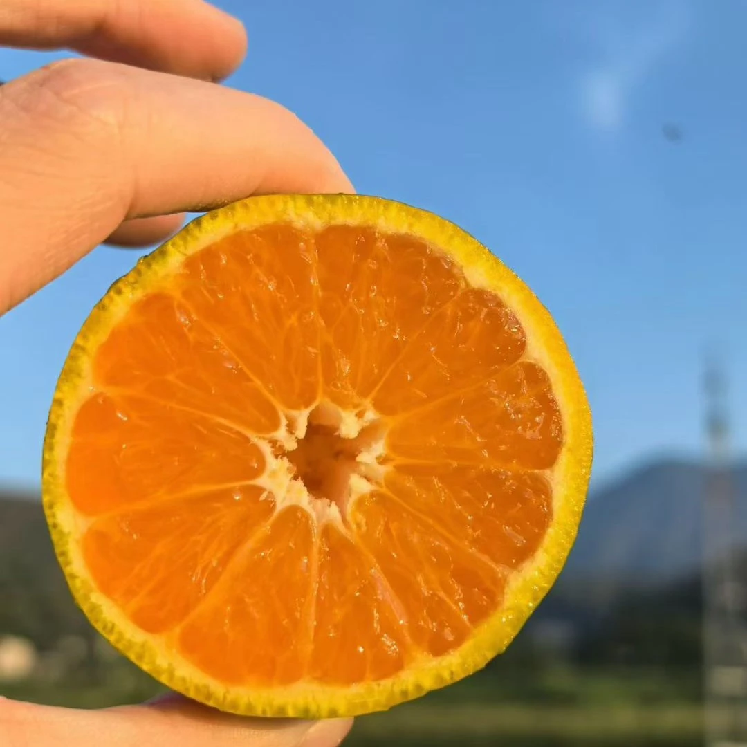 新鲜无籽孕妇蜜桔高山当季水果皮薄多汁整箱包邮