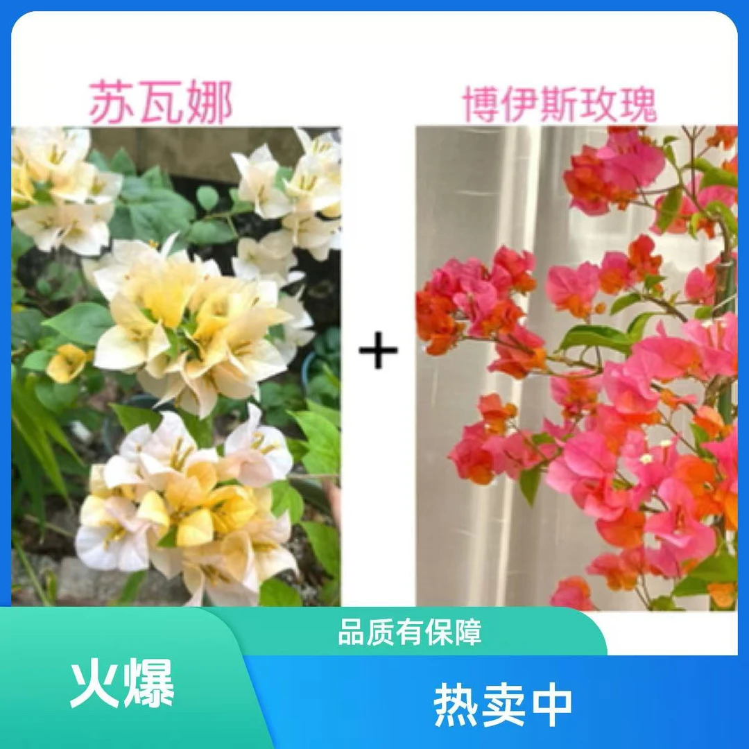 波伊斯玫瑰+苏瓦妠（勤花组合）到手三角梅基地直邮2颗不带花不带盆