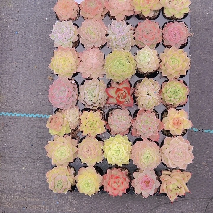 直播一物一拍多肉02