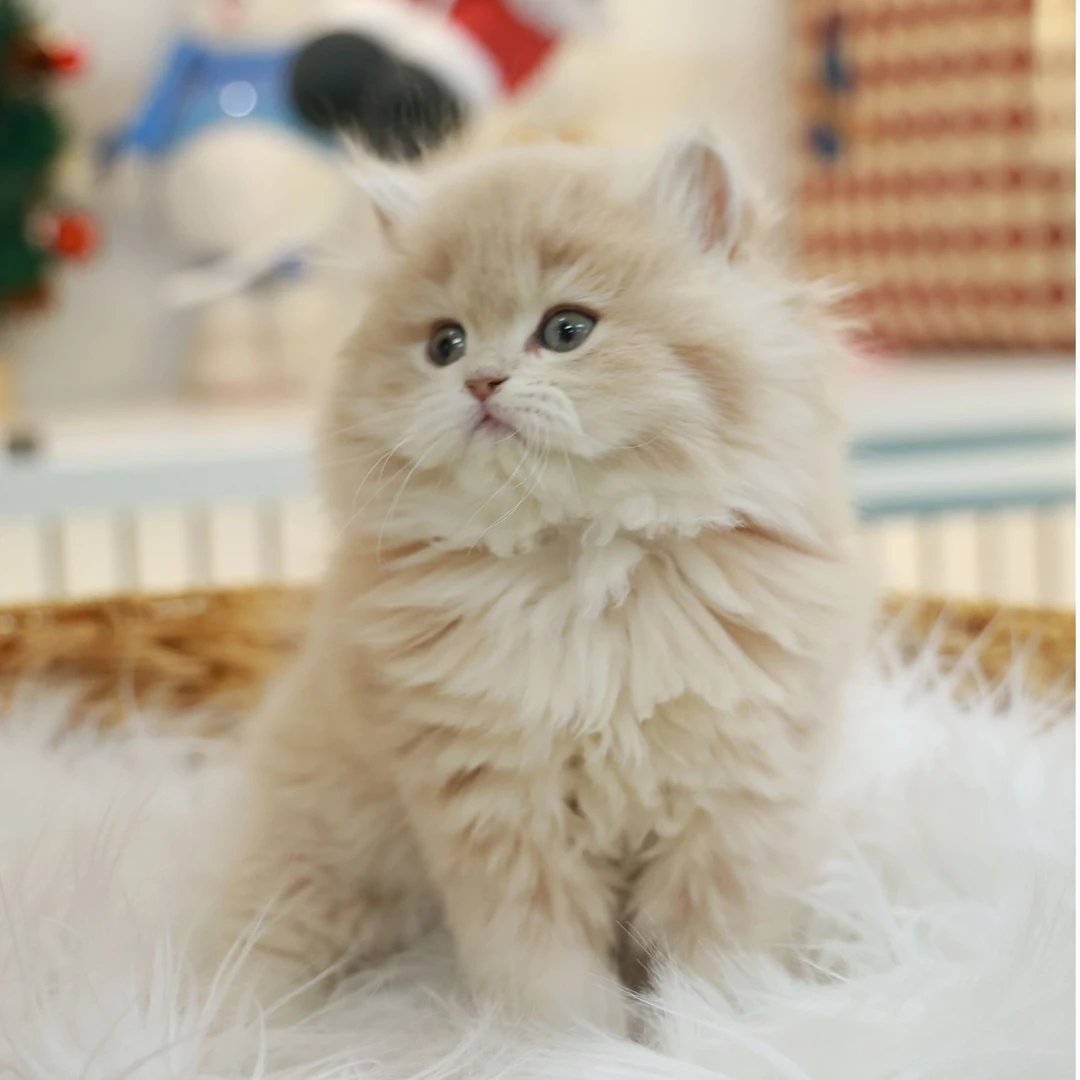 暖暖——紫金渐层弟弟猫咪【一菲家】