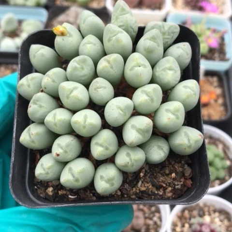 多肉肉锥 爱心口笛