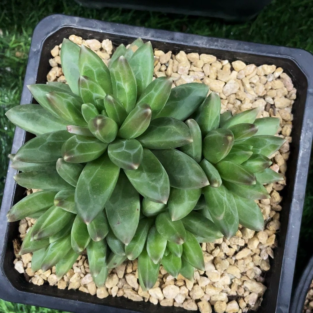 整桩无砍多头领航员一颗