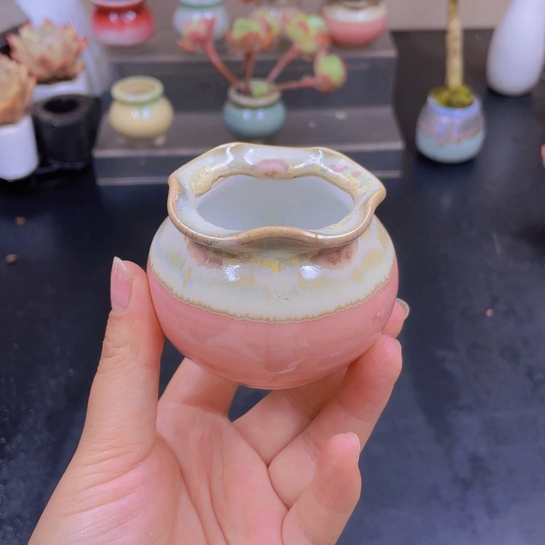 多肉无土栽培多肉植物