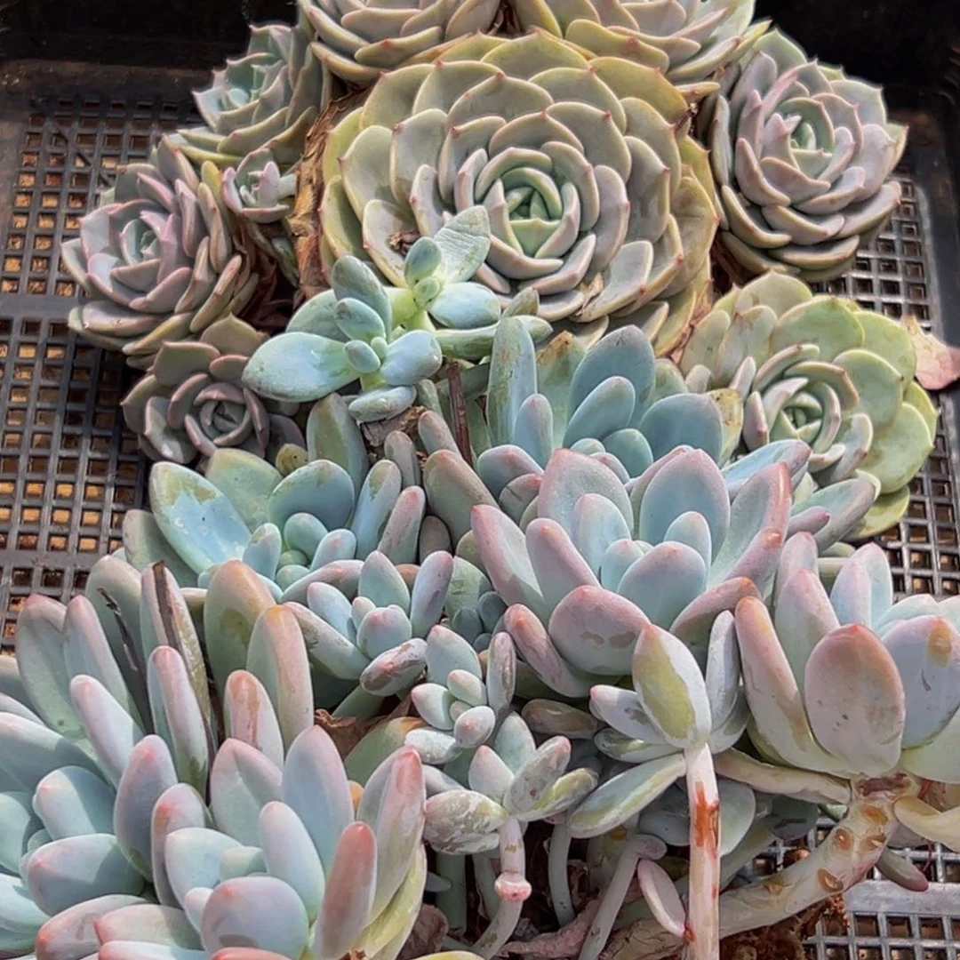 881多肉的小龙虾和一