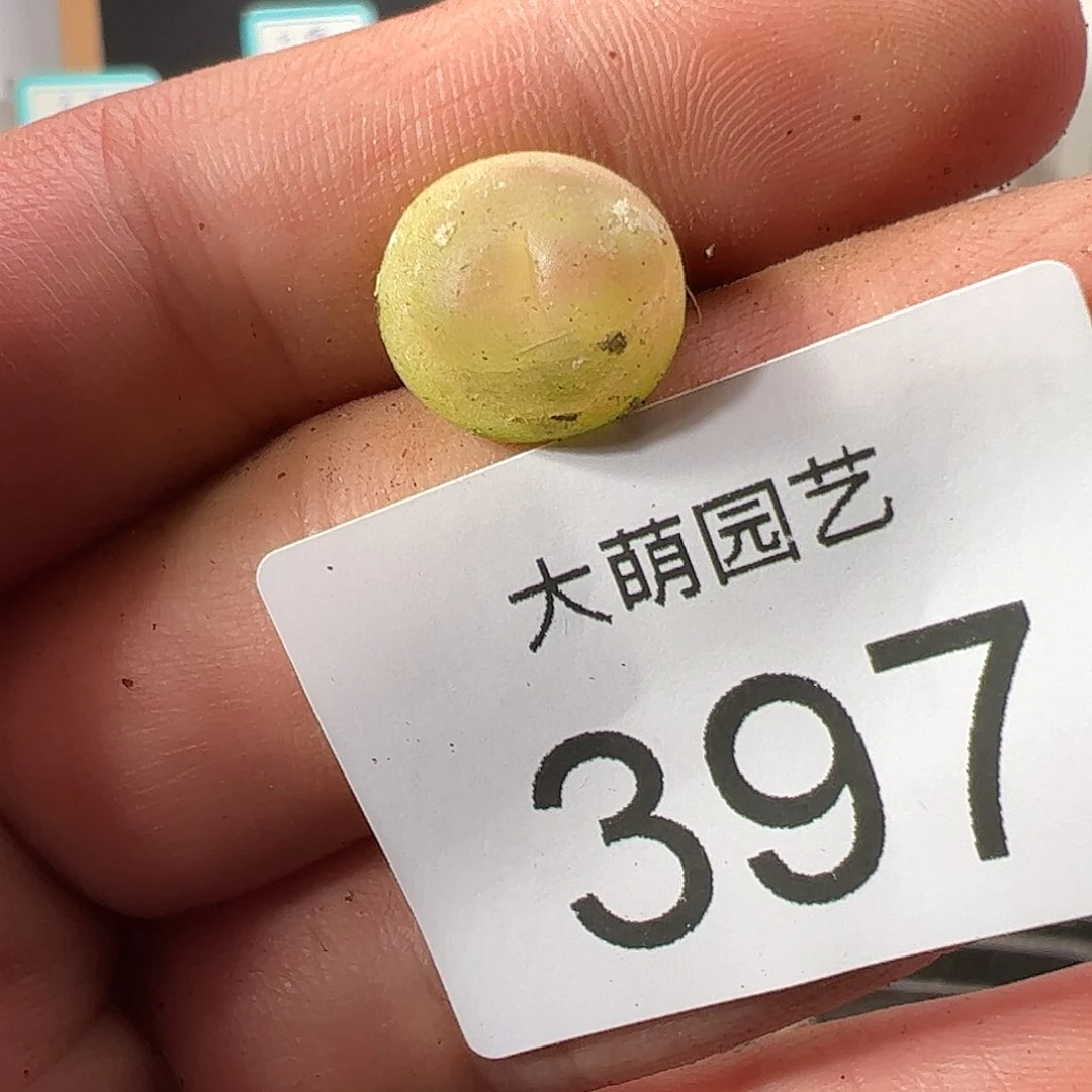 0000397 一物一拍……