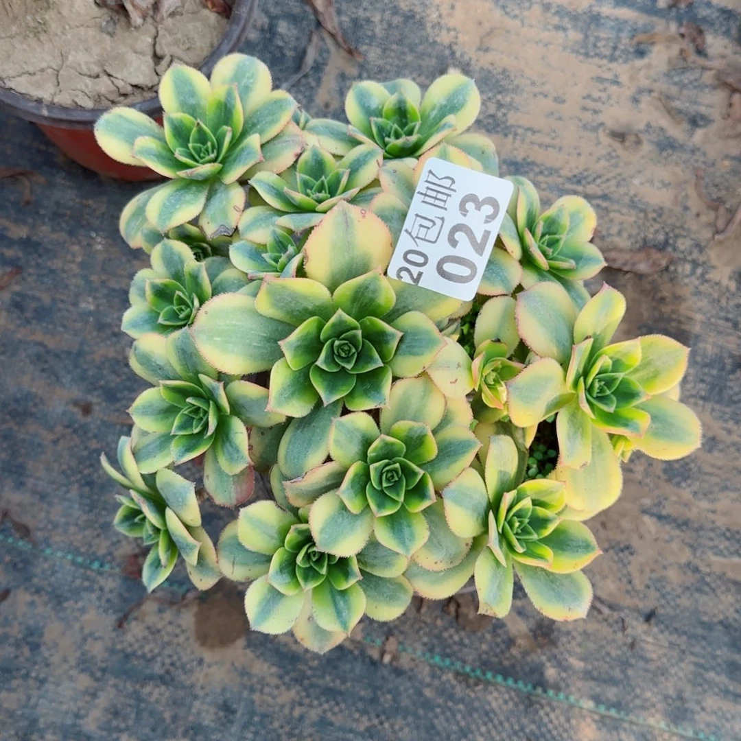 星爆023满20包邮断枝不包