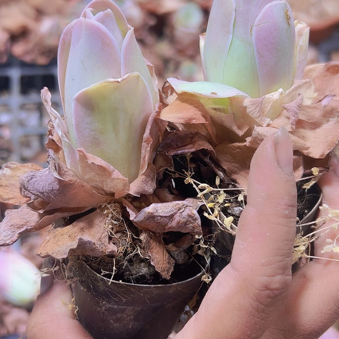 老桩粉桃5个19包邮