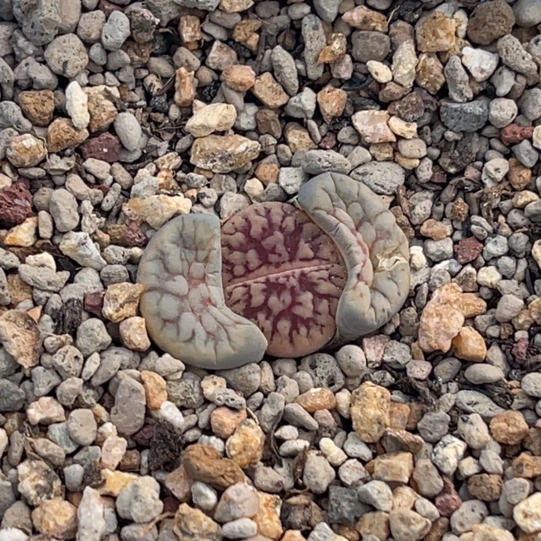 7073粗红纹线招福一颗