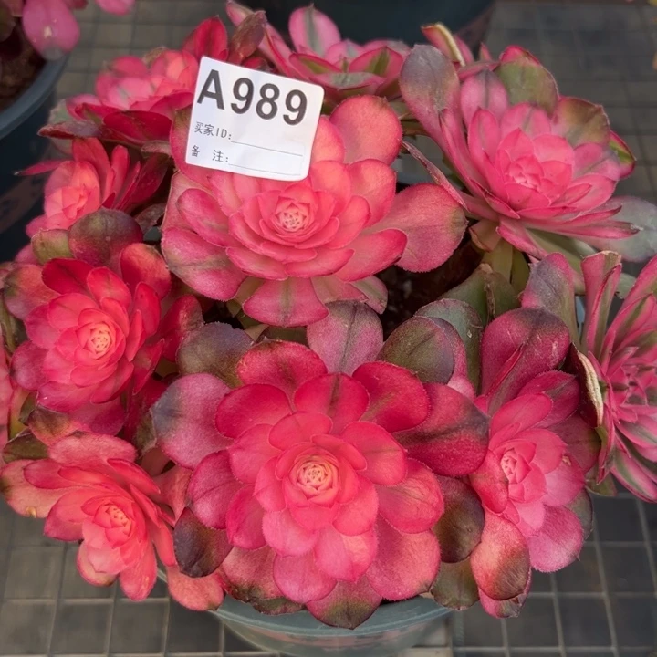 989荔枝20厘米左右