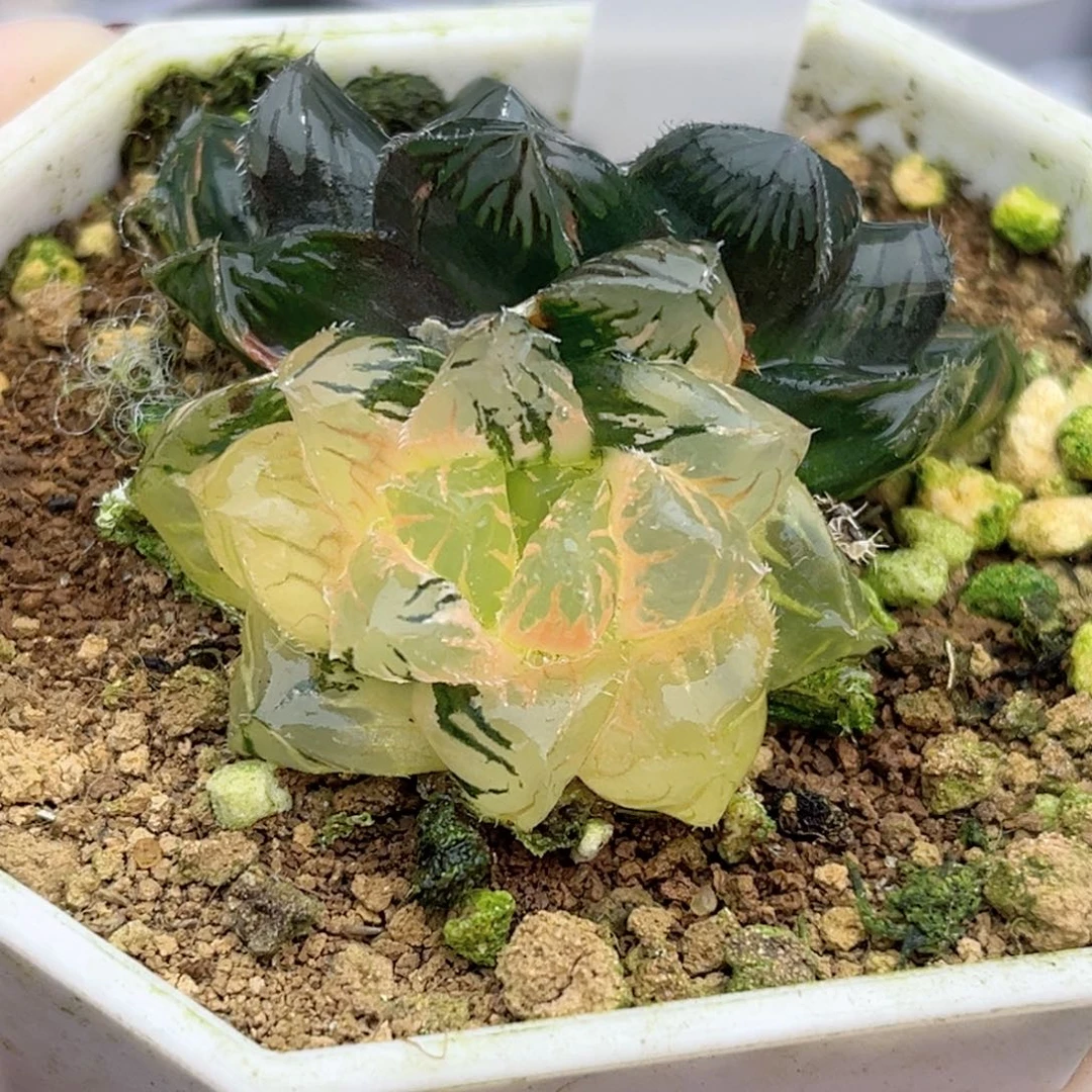 23赤斑玉露锦双头福利专场