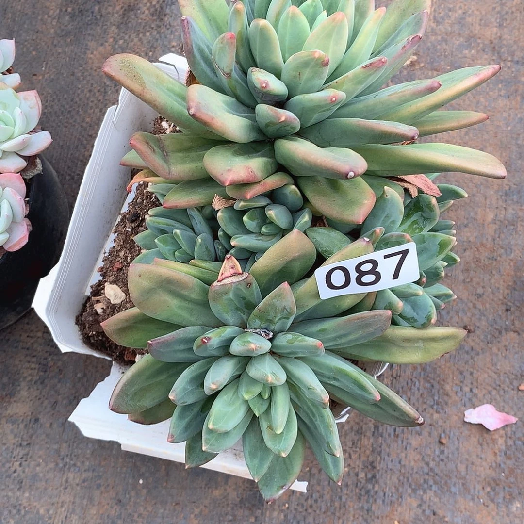 087海洋之歌 一物一拍多肉