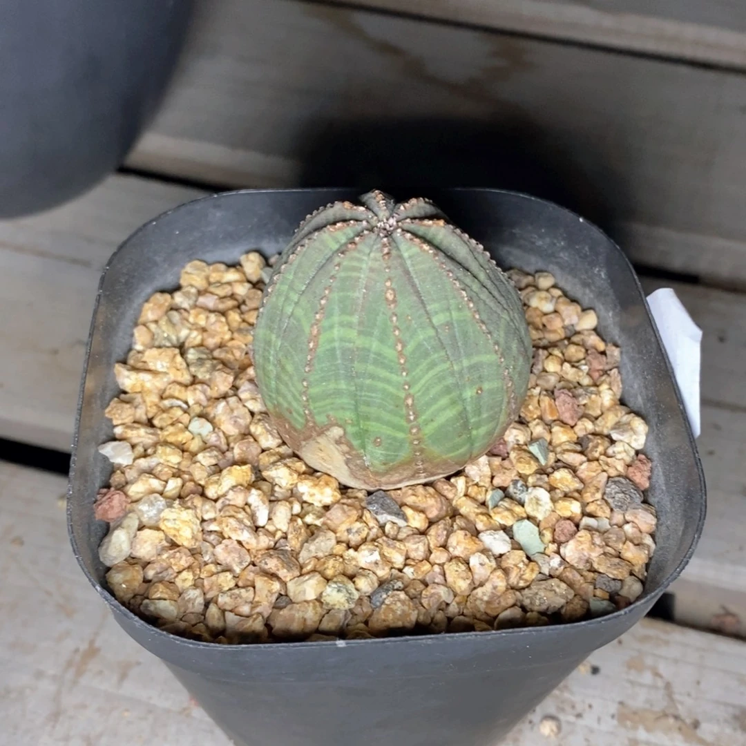 欧系实生布纹球一物一拍