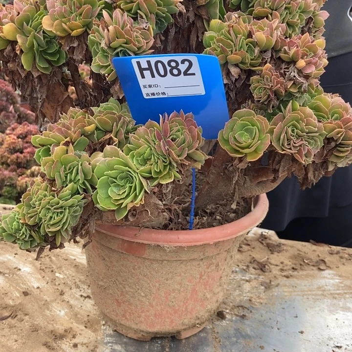 网***H082玫瑰玫瑰玫瑰