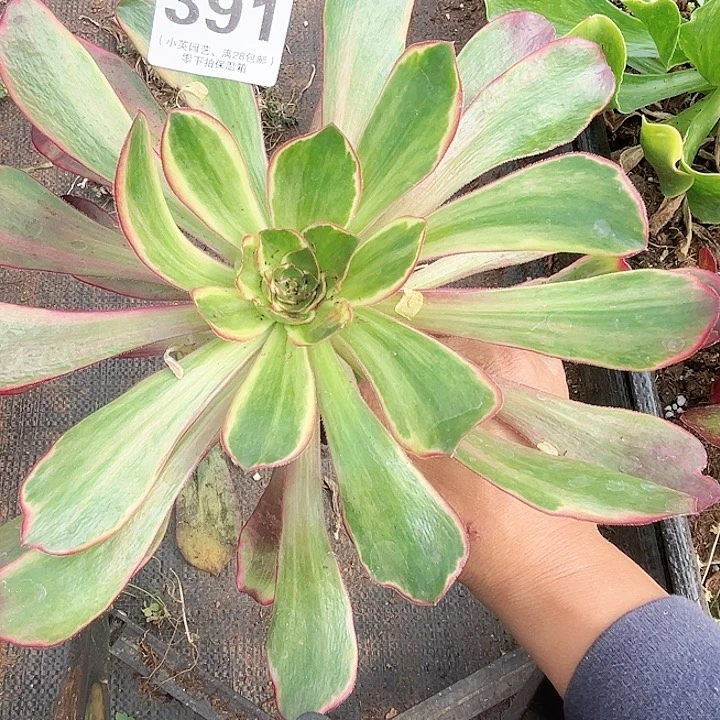 391多肉植物、紫艳