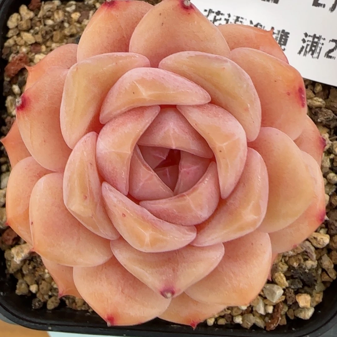 花语逸镜0203-702