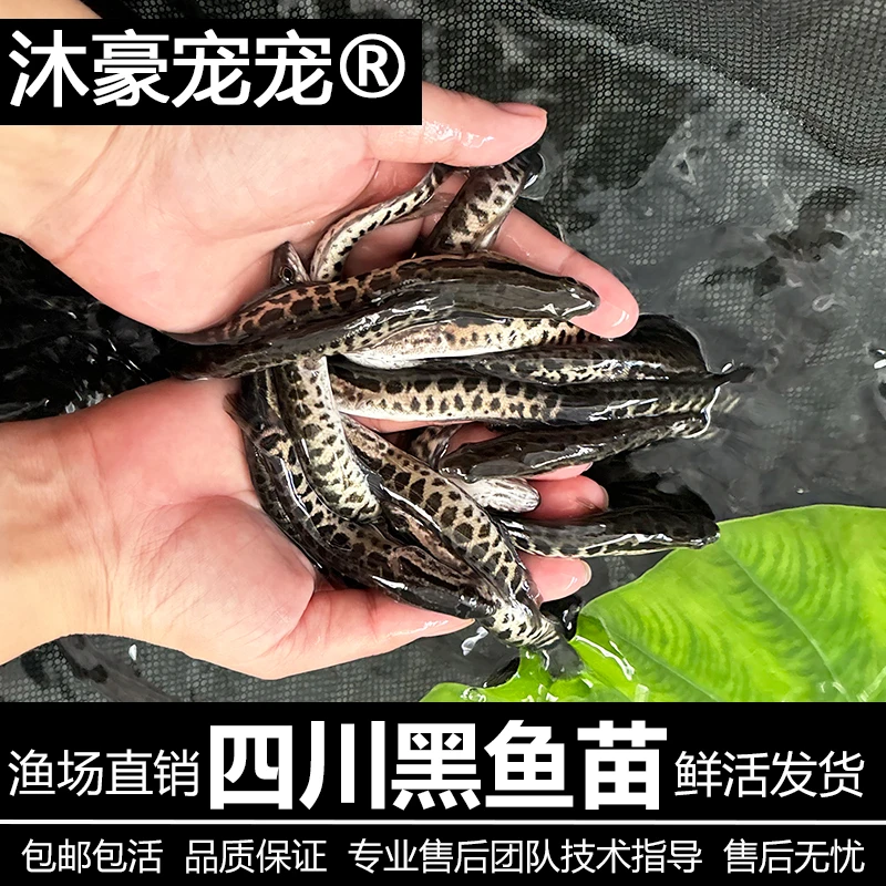 沐豪宠宠【运营推荐】黑鱼观赏鱼好养易活养不死纯黑色鱼乌鱼