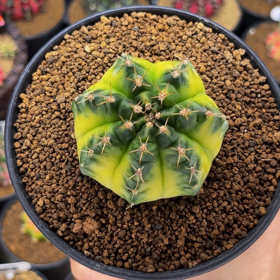 乌贼后代 米哈仙人球