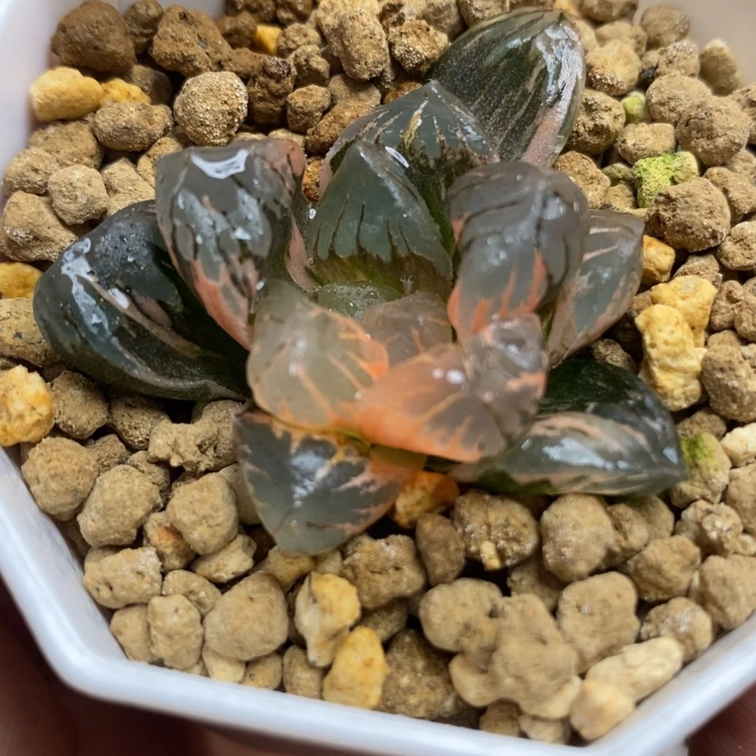 416黑水晶玉露锦一物一拍