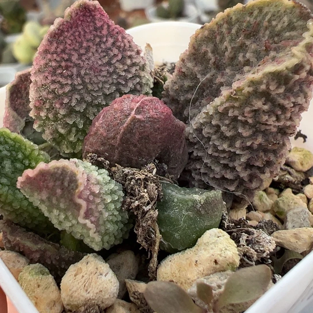 实生新品大苗多肉植物水泡