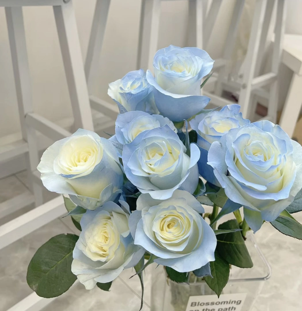【碎冰蓝玫瑰10支】单头玫瑰 任意两单京东/顺丰