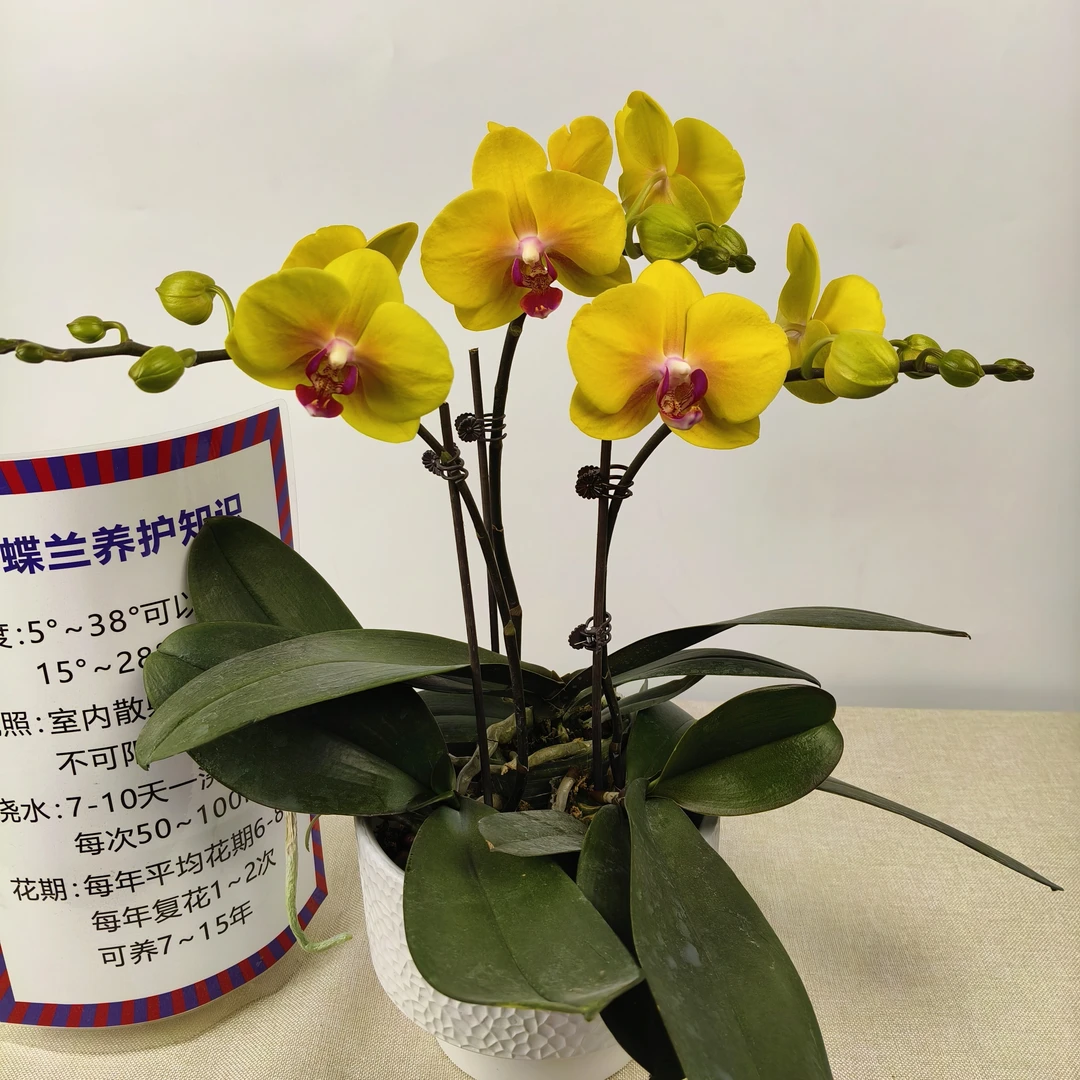 蝴蝶兰【菠萝】花苗盆栽带花剑花苞客厅室内四季好养观赏