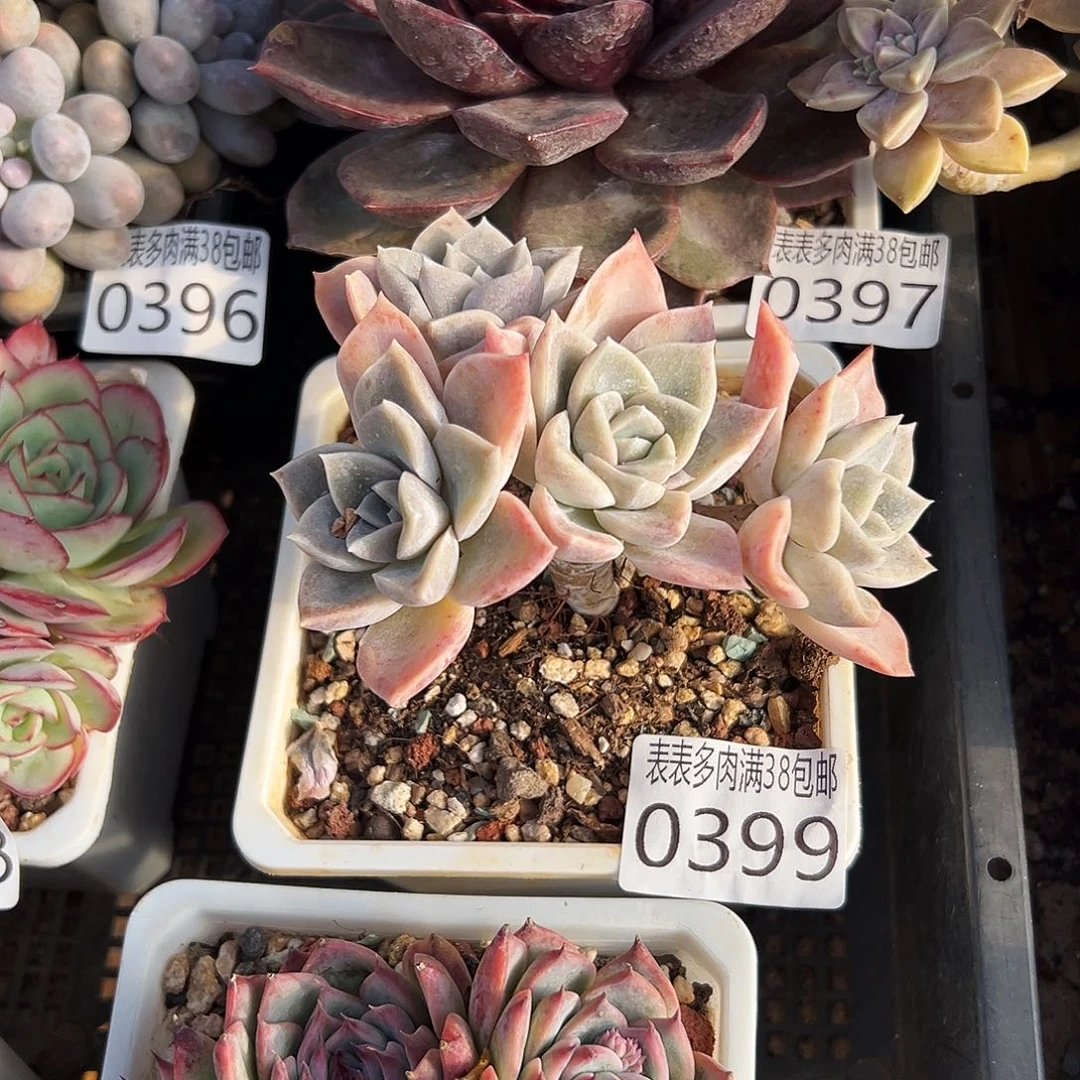 多肉一物一拍植物0399