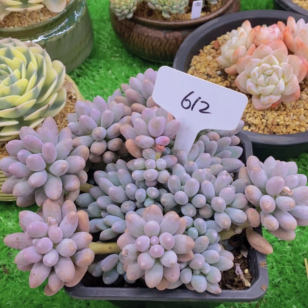 多肉植物，开心多肉