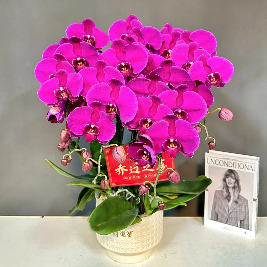 蝴蝶兰【大辣椒】喜庆年宵大红花好养易活 带花带花苞室内 送礼花卉